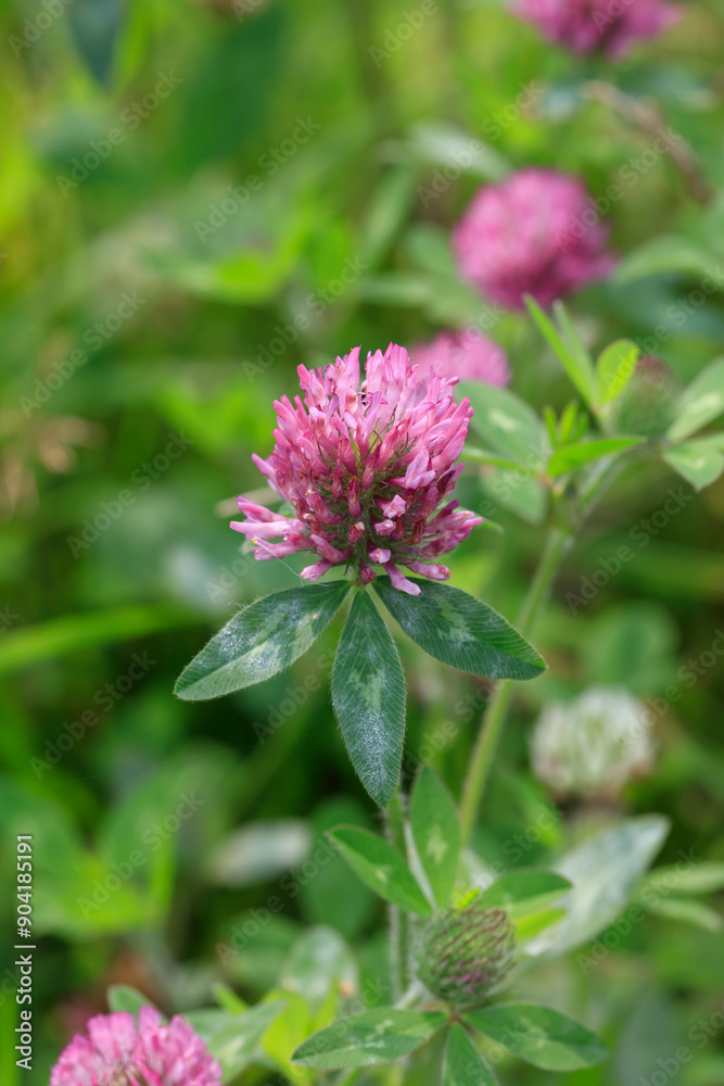 Purple clover blooming in Hotoke-numa Swamp Purple clover blooming in Hotoke-numa Swamp