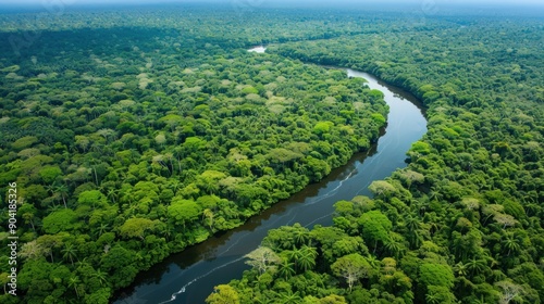 Aerial View of a Winding River Through Lush Rainforest