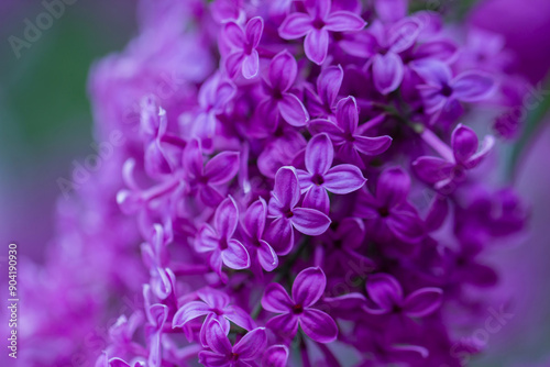 The photo features a close-up of lilac flowers, showcasing their vibrant violet or lilac hues.