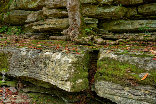 Tree growing out of a rock wall