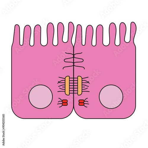 cell junction