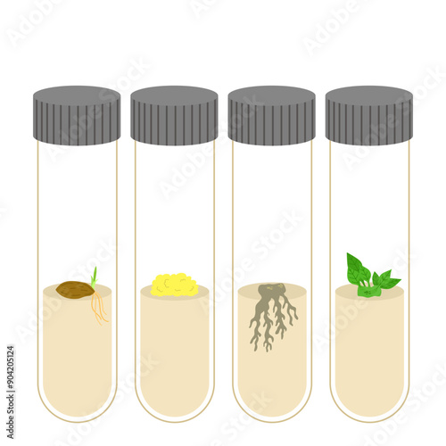 Plant tissue culture tube test illustration 