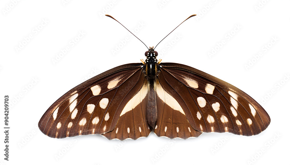 Naklejka premium Speckled Wood Butterfly (Side View)- Speckled wood butterfly, Pararge aegeria, isolated_1(260)