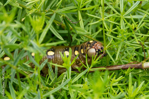 Caterpillar of bedstraw hawk-moth (Hyles gallii). photo