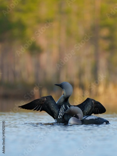 Prachttaucher-Paar auf einem See in Südschweden photo