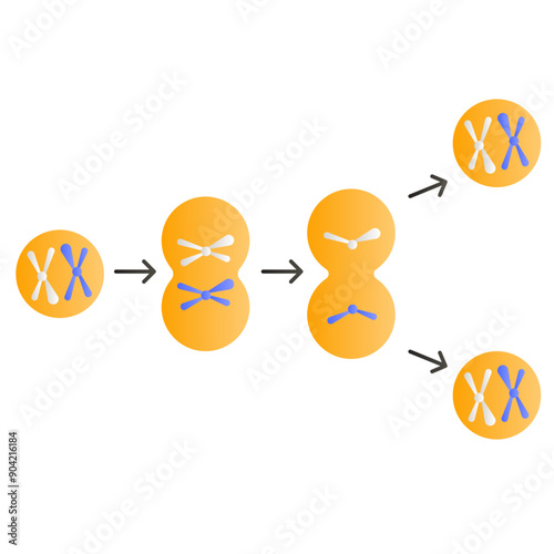 cytokinesis