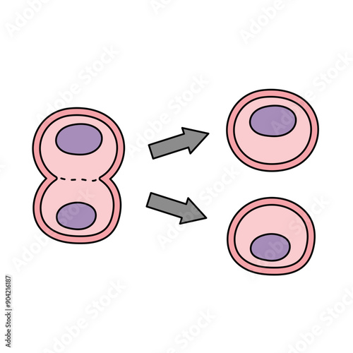 cytokinesis
