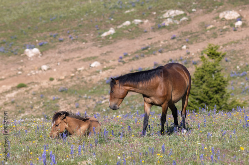 Wallpaper Mural Wild Horse Mare and Foal in Summer in the Pryor Mountains Montana Torontodigital.ca
