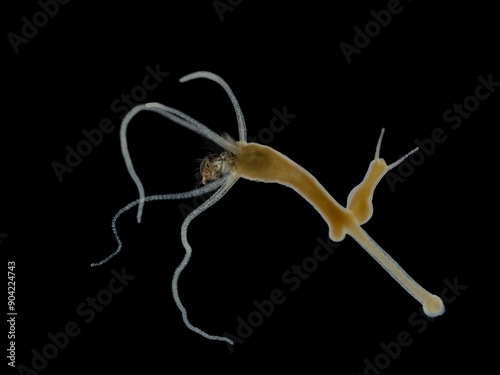 P6040316 2 brown hydra, Hydra oligactis, swallowing a tiny mosquito larva, darkfield, isolated, cECP 2024