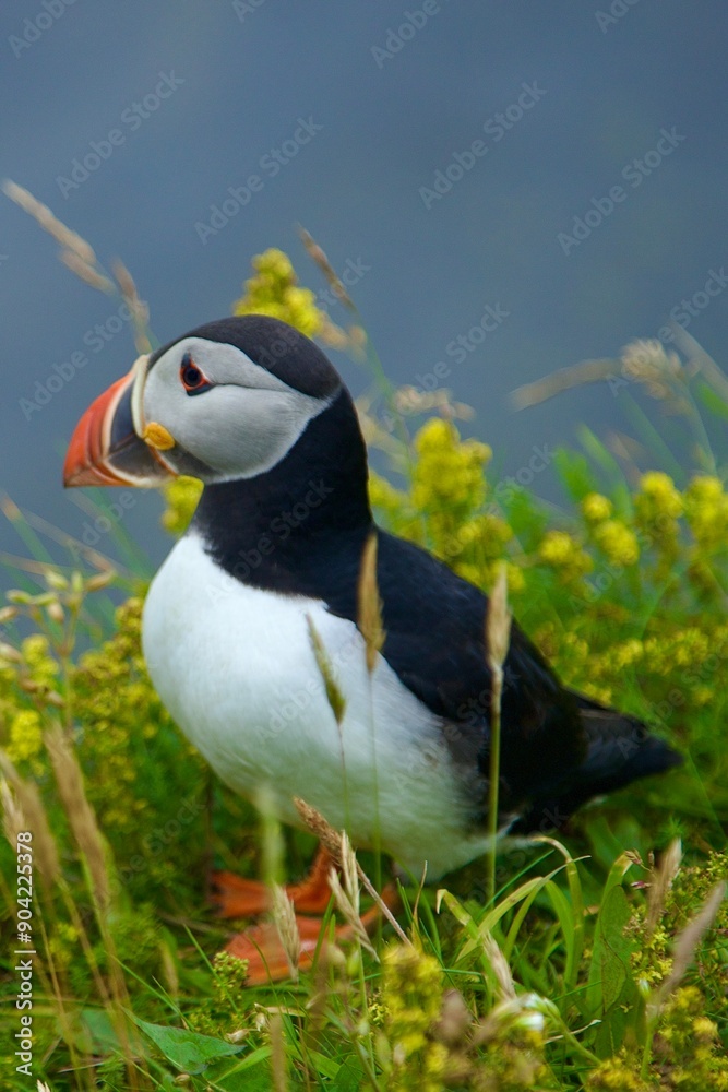 Fototapeta premium atlantic puffin