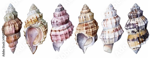 Malacology workshops, mollusk genus identification, seashore expedition, Watercolor style photo