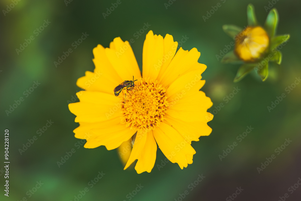 insect on yellow flower with green background, St. John's Wort insect on yellow flower with green background, St. John's Wort