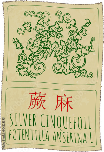 Vector drawing SILVER CINQUEFOIL in Chinese. Hand drawn illustration. Latin name is POTENTILLA ANSERINA L.
