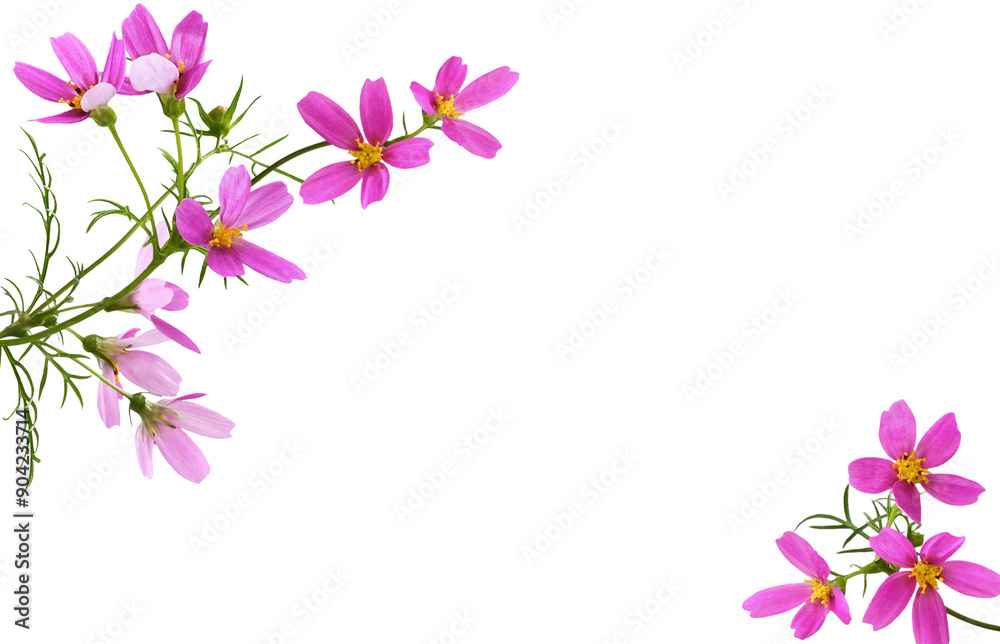 Pink cosmos flowers in a corner floral arrangements isolated on white or transparent background Pink cosmos flowers in a corner floral arrangements isolated on white or transparent background