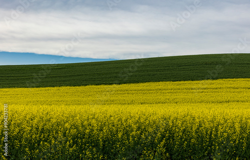 vibrant yellow colored rapeseed fields in Palouse ,Washington.