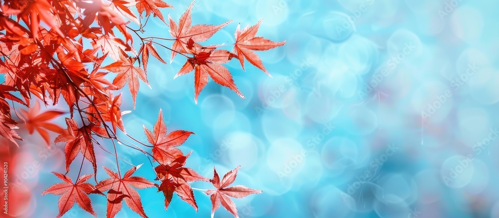 Autumnal red maple leaves against a blurred blue sky create a vibrant copy space image Autumnal red maple leaves against a blurred blue sky create a vibrant copy space image