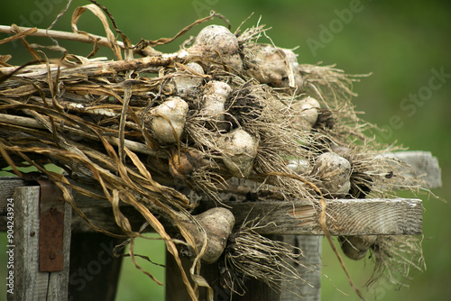 Wallpaper Mural Ripe garlic bulb plants are hanging on old fence for aerate. Autumn season harvesting preparation during winter time.  Torontodigital.ca