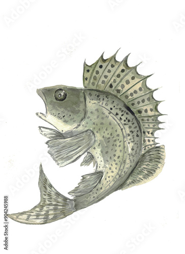 Ruff fish. The scorpion fish. The sea ruff is a fish. Watercolor illustration. Isolated. A hand-drawn drawing. Clipart