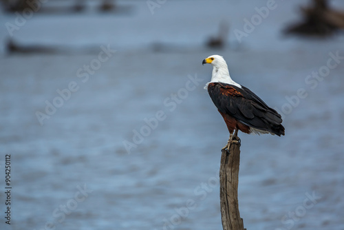 African fish eagle standing on a log over water in Kruger National park, South Africa ; Specie Haliaeetus vocifer family of Accipitridae photo