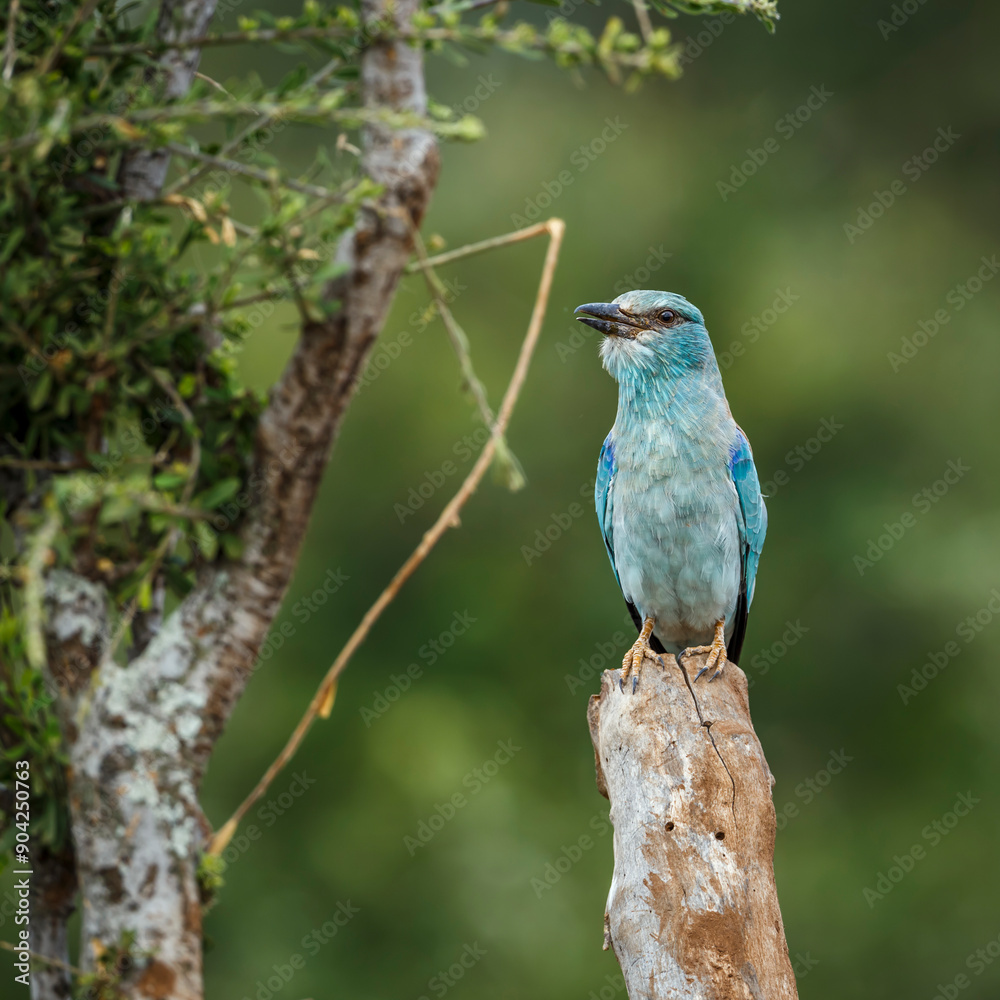 European Roller standing front view on a log isolated in natural background in Kruger National park, South Africa ; Specie Coracias garrulus family of Coraciidae European Roller standing front view on a log isolated in natural background in Kruger National park, South Africa ; Specie Coracias garrulus family of Coraciidae