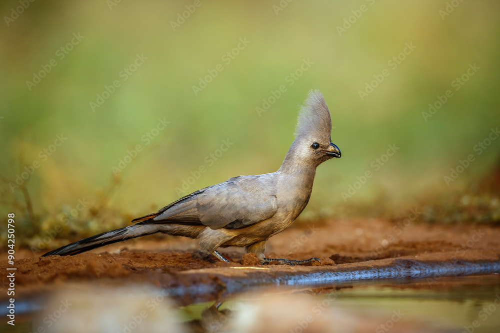 Fototapeta premium Grey go away bird along waterhole in Kruger National park, South Africa ; Specie Corythaixoides concolor family of Musophagidae
