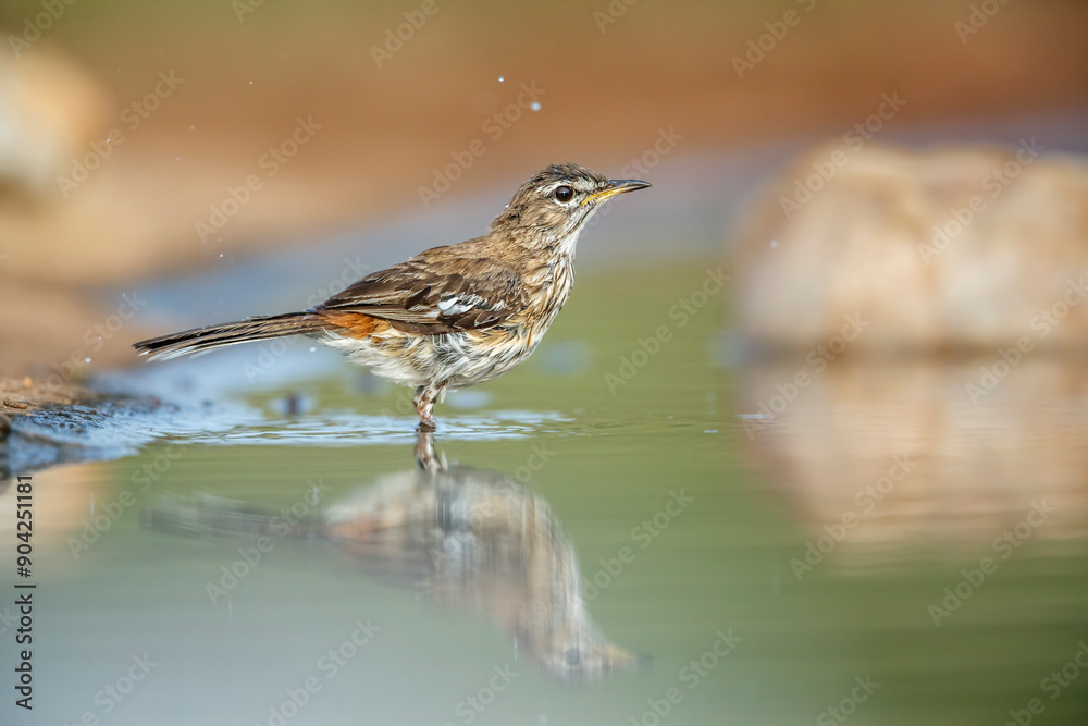 Red backed Scrub Robin bathing in waterhole with reflection in Kruger National park, South Africa; specie Cercotrichas leucophrys family of Musicapidae Red backed Scrub Robin bathing in waterhole with reflection in Kruger National park, South Africa; specie Cercotrichas leucophrys family of Musicapidae