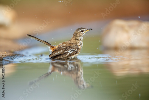 Red backed Scrub Robin bathing in waterhole with reflection in Kruger National park, South Africa; specie Cercotrichas leucophrys family of Musicapidae photo