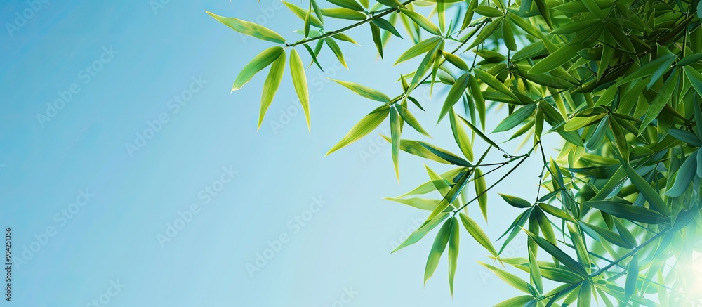 Obraz premium Background with bamboo leaves under a clear blue sky suitable for use as a copy space image