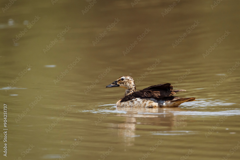 White-backed Duck swimming in lake in Kruger National park, South Africa ; Specie Thalassornis leuconotus family of Anatidae White-backed Duck swimming in lake in Kruger National park, South Africa ; Specie Thalassornis leuconotus family of Anatidae