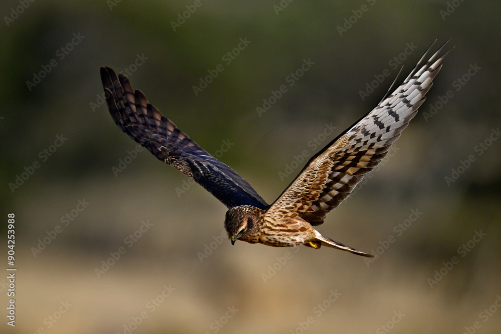 Fototapeta premium Wiesenweihe - Weibchen // Montagu's harrier - female (Circus pygargus)