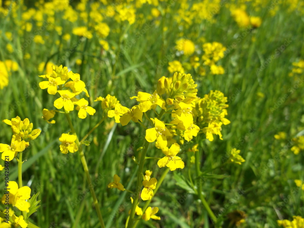 Fototapeta premium Barbarea vulgaris