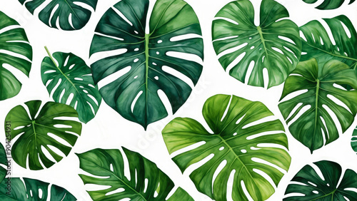 Herbarium. Green monstera leaves on white background. Leaves range of different shapes, sizes, shades scattered naturally across white surface. Calm composition serene summer feel. Watercolor painting