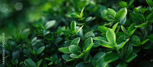 Wallpaper Mural A green plant in a garden is in selective focus creating a natural background with ample copy space image Torontodigital.ca