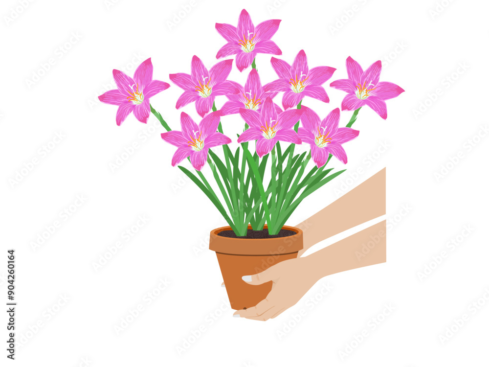 Zephyranthes minuta on a white background. Zephyranthes minuta on a white background.