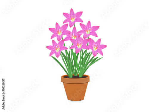 Zephyranthes minuta on a white background.