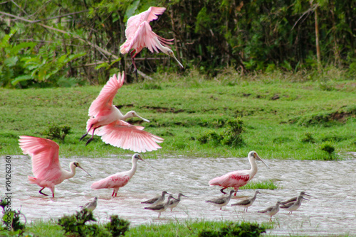 Spoonbills