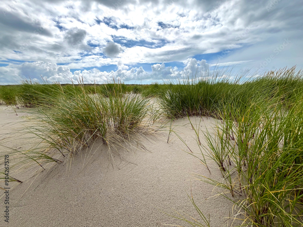 Grass growing on coastal sand dunes in Skagen, Denmark. Plant Ammophila Arenaria on a dune near the Baltic and North sea Grass growing on coastal sand dunes in Skagen, Denmark. Plant Ammophila Arenaria on a dune near the Baltic and North sea
