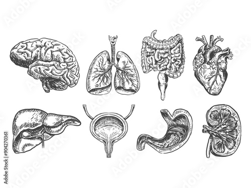 Human organs vector sketch body anatomy icons