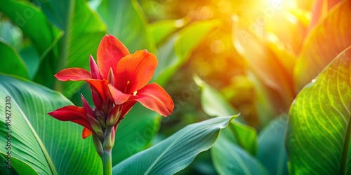 Vibrant red canna lily flower against lush green foliage. Creative AI, lily, foliage, flower, red