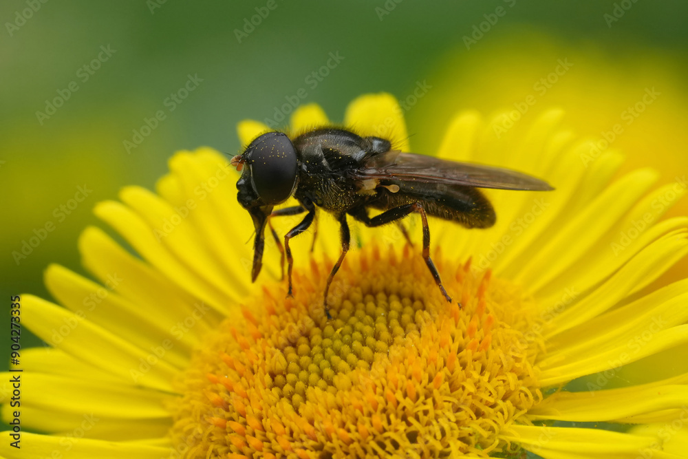 Closeup on the rare European Ragwort blacklet hoverfly, Cheilosia bergenstammi on a yellow flower Closeup on the rare European Ragwort blacklet hoverfly, Cheilosia bergenstammi on a yellow flower