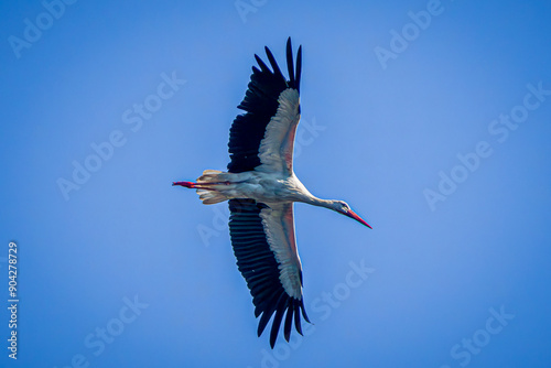 white stork in flight