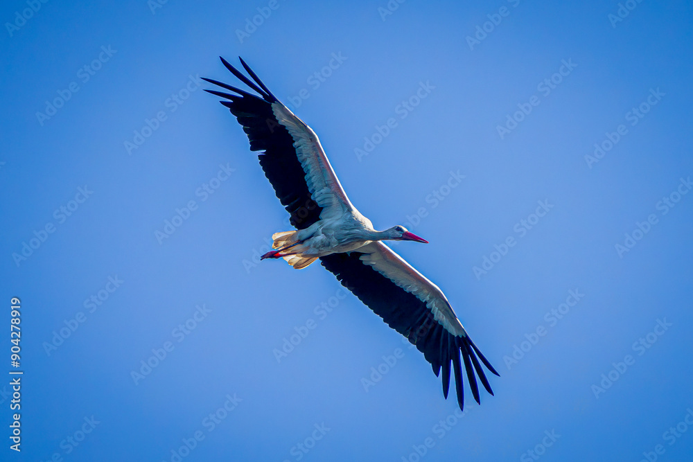 Obraz premium white stork in flight