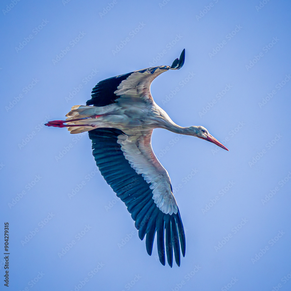 Obraz premium white stork in flight