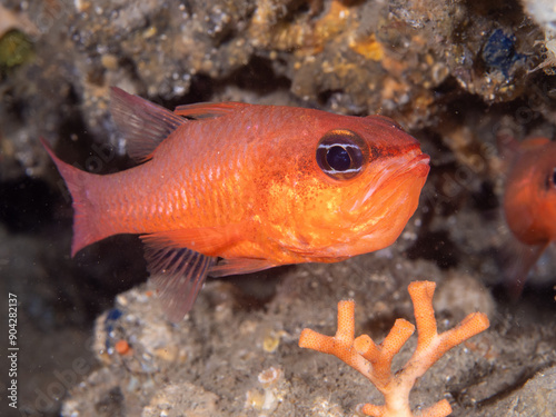 Cardinalfish male (apogon imberbis) incubates its progeny inside its mouth. photo