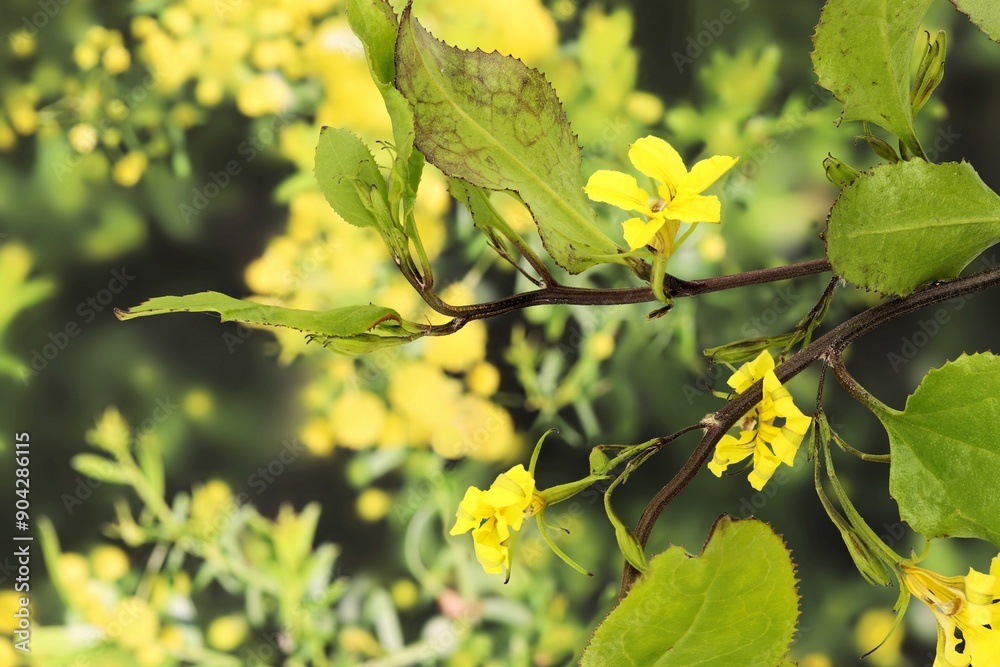 Hop Goodenia (Goodenia ovata) flowers on stem. Australian native plant. Hop Goodenia (Goodenia ovata) flowers on stem. Australian native plant.