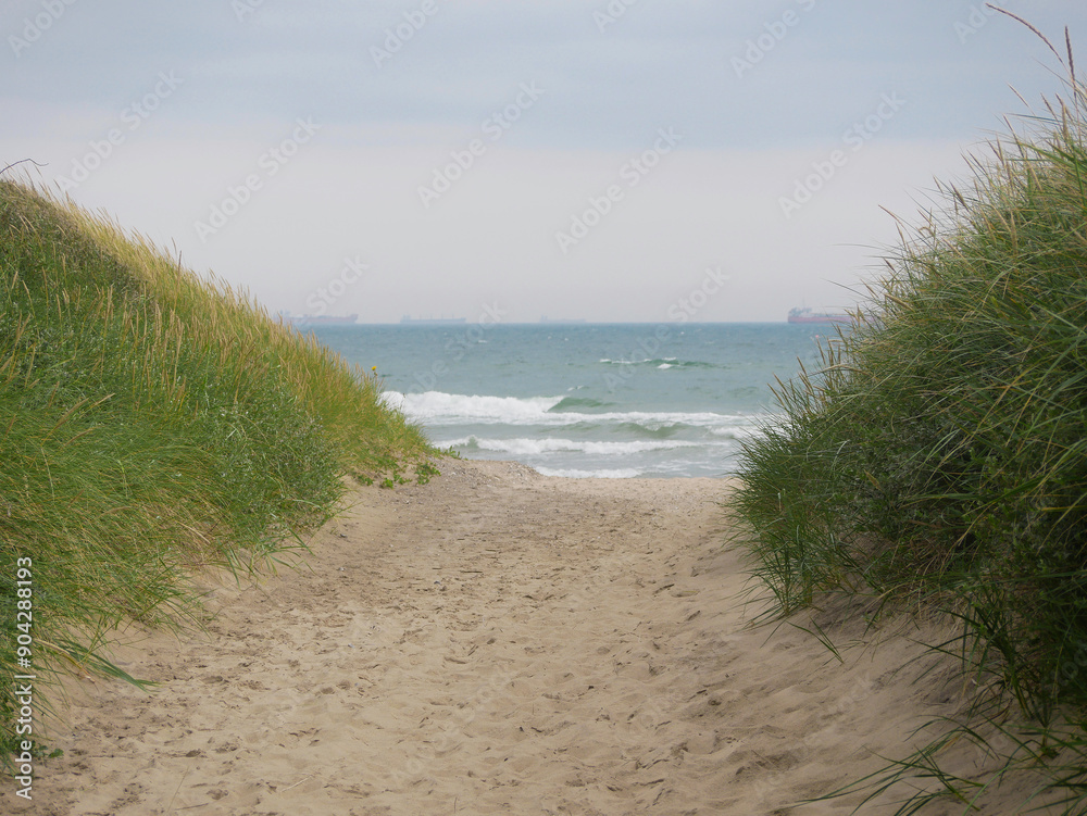 Grass growing on coastal sand dunes in Skagen, Denmark. Plant Ammophila Arenaria on a dune at the background of Baltic sea Grass growing on coastal sand dunes in Skagen, Denmark. Plant Ammophila Arenaria on a dune at the background of Baltic sea