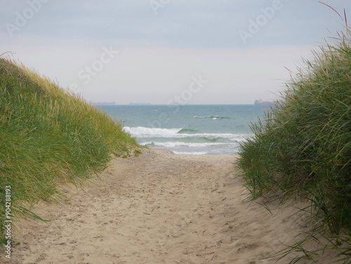 Grass growing on coastal sand dunes in Skagen, Denmark. Plant Ammophila Arenaria on a dune at the background of Baltic sea