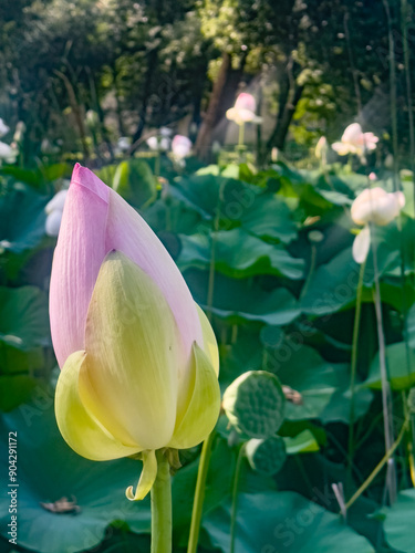 Fiore di loto