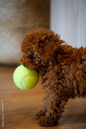 Wallpaper Mural Toy poodle Torontodigital.ca