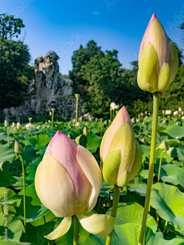 Boccioli di fiore di loto